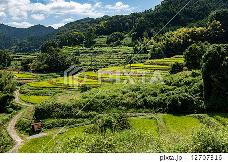 奈良県 明日香の棚田 初秋の里山 彼岸花と田んぼ 奈良県 明日香の棚田 初秋の里山 彼岸花と田んぼ 42707316