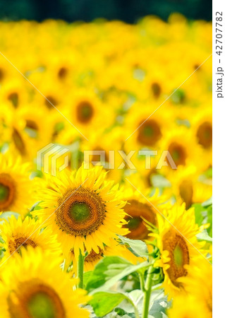 向日葵 （津南ひまわり広場） 42707782