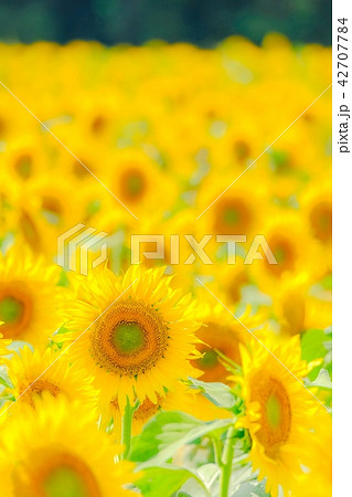 向日葵 (津南ひまわり広場) 向日葵 (津南ひまわり広場) 42707784