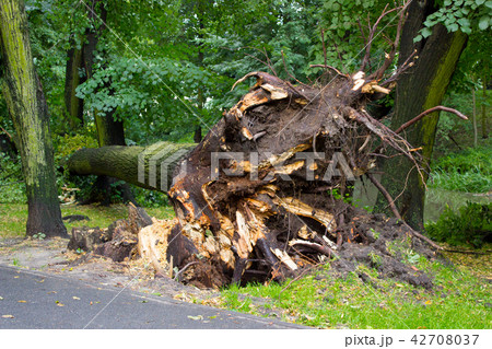 Uprooted tree after storm in park Uprooted tree after storm in park 42708037