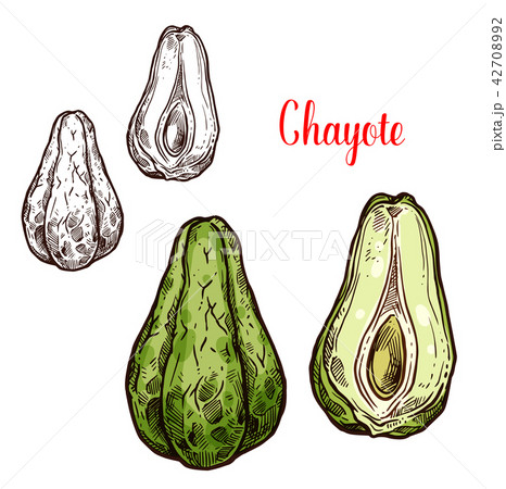 Chayote vegetable of exotic mexican plant sketch Chayote vegetable of exotic mexican plant sketch 42708992