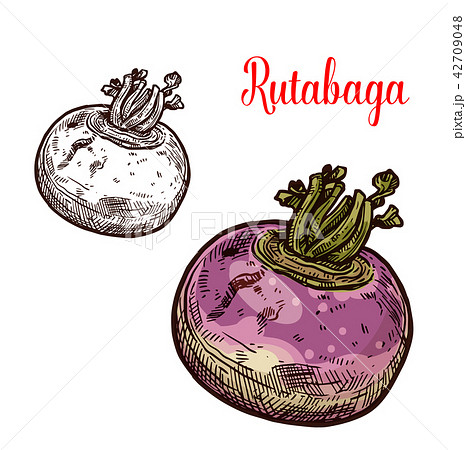 Rutabaga or turnip sketch vegetable 42709048