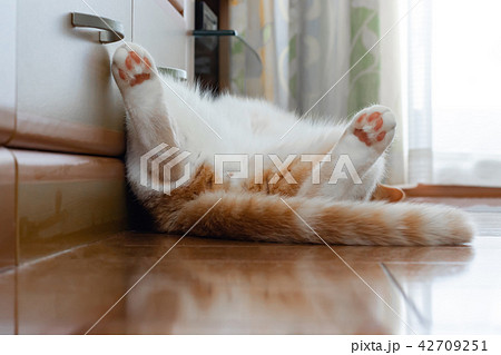 隙だらけの格好で寝る茶白ネコ 42709251