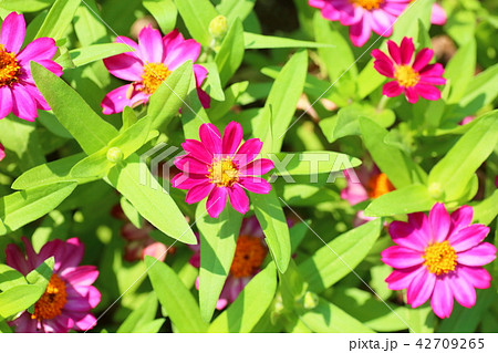 ジニアの花 42709265
