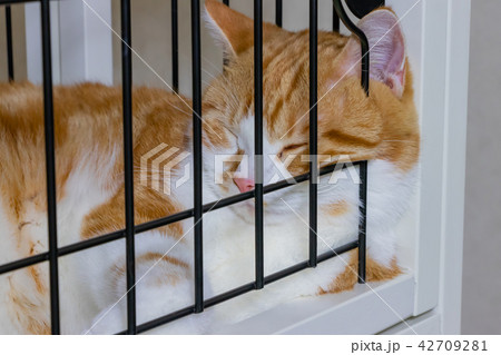ケージの中でお昼寝する茶白ネコ ケージの中でお昼寝する茶白ネコ 42709281