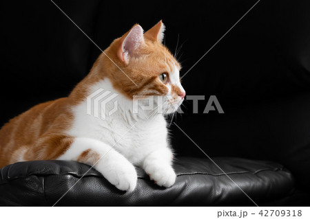 ソファの上でマッタリの茶白ネコ 肉球 ソファの上でマッタリの茶白ネコ 肉球 42709318