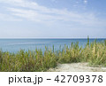 View of the distant sea over dry grass. 42709378