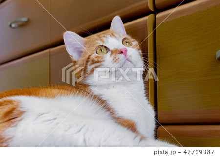 フローリングでごろごろする茶白ネコ 42709387