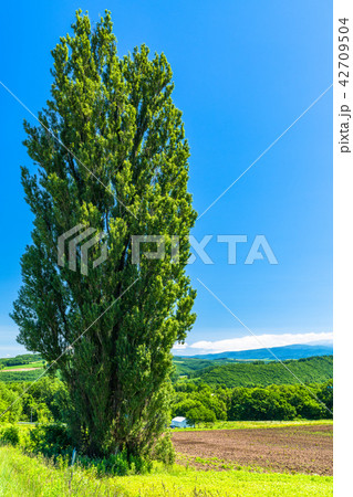 《北海道》美瑛・ケンとメリーの木 42709504