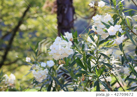 キョウチクトウの花 42709672