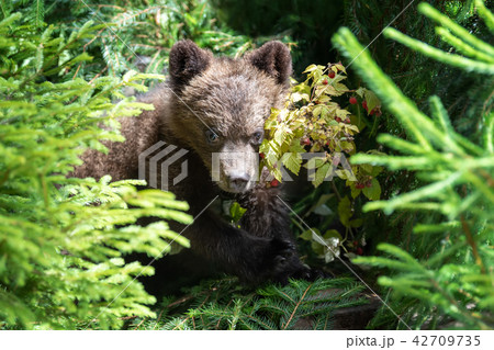 Cub of brown bear in the forest 42709735