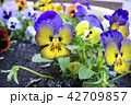 Viola tricolor flowers close up with buds.  42709857