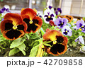 Viola tricolor flowers close up with buds.  42709858