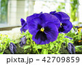 Bright blue viola bicolor flowers close up  42709859