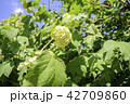 Guelder rose, Viburnum, arrowwood white flowers 42709860