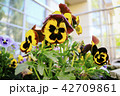 Viola tricolor flowers close up with buds.  42709861