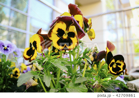 Viola tricolor flowers close up with buds. Viola tricolor flowers close up with buds. 42709861