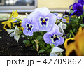 Viola tricolor flowers close up with buds.  42709862