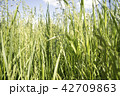 Fresh green grass, meadow, daylight, sunny day. 42709863