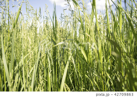 Fresh green grass, meadow, daylight, sunny day. Fresh green grass, meadow, daylight, sunny day. 42709863