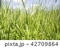 Fresh green grass, meadow, daylight, sunny day. 42709864