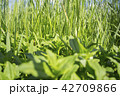 Fresh green grass, meadow, daylight, sunny day. 42709866