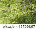 Spring tree brunces, fresh leaves, young greenary. 42709867