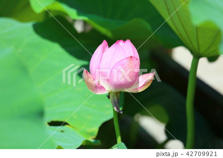 ハスの花 ハスの花 42709921