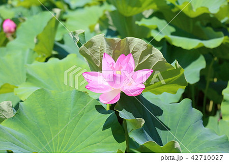 ハスの花 42710027