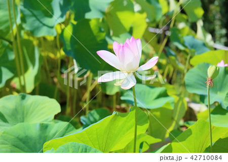 ハスの花 42710084