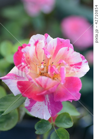 バラ　モーリス・ユトリロのアップ 42710854