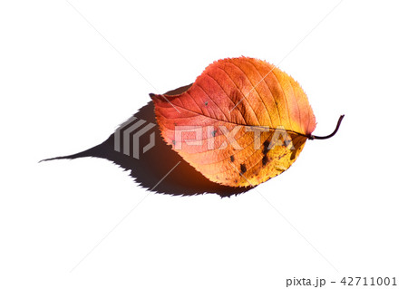 落ち葉のイメージ 42711001