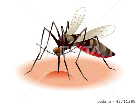 蚊のイラストのイラスト素材 42711299 Pixta