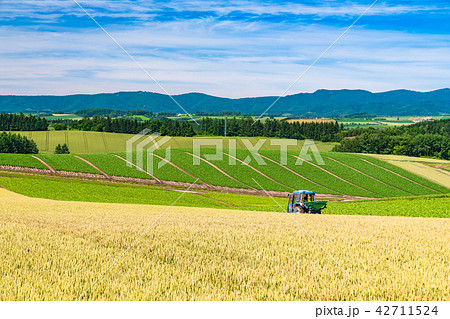 《北海道》美瑛・田園風景パッチワークの路 《北海道》美瑛・田園風景パッチワークの路 42711524