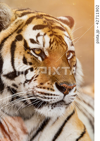 Close up of a Siberian tiger (Panthera tigris altaica). Close up of a Siberian tiger (Panthera tigris altaica). 42711902