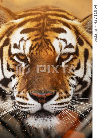 Close up of a Siberian tiger (Panthera tigris altaica). Close up of a Siberian tiger (Panthera tigris altaica). 42711904