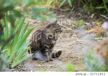 ねこ 42711951