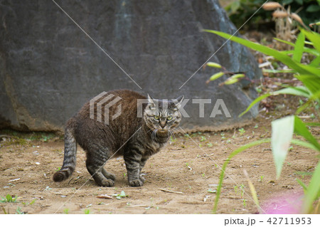 ねこ 42711953