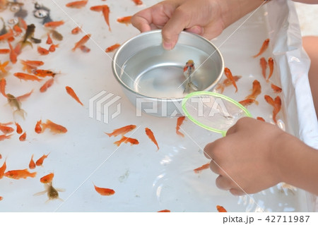 夏祭りの金魚すくいの写真素材
