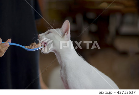 People feeding a white cat With a blue spoon People feeding a white cat With a blue spoon 42712637