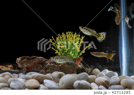 Poecilia latipinna beautiful body.  42713285