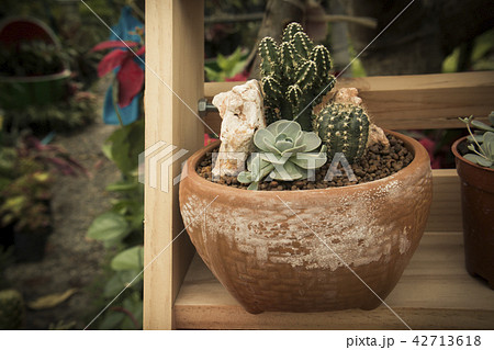 the cactus. the cactus. 42713618