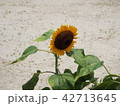 ヒマワリ 42713645