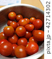 自家栽培のトマト 42714302