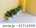 little plants in the pot on yellow wall 42714308