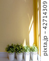 little plants with sunlight on yellow wall 42714309