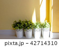 little plants with sunlight on yellow wall 42714310