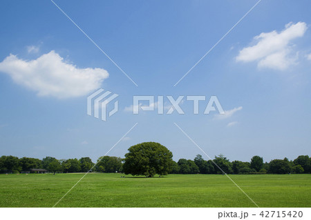 広場の中心にある大木 広場の中心にある大木 42715420