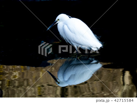 シラサギ　コサギ 42715584