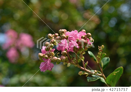 サルスベリ開花 夏 42715757